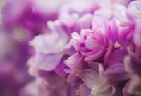 Аватарка пользователя Fotiniya