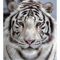 Аватарка користувача _0__0__Posh__0__0_