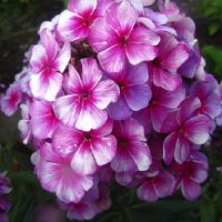 Аватарка пользователя Phlox