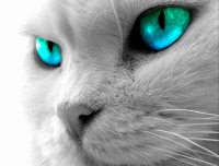 Gatta777