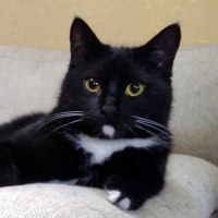 Аватарка пользователя cat_chaos