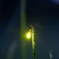 Аватарка пользователя __light__