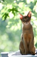 Аватарка пользователя Kat_s