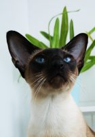 Аватарка пользователя laramuller