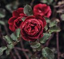 Аватарка пользователя Red Red
