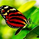 butterfly.