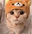 Аватарка пользователя askri