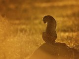 Аватарка пользователя Safari_Gepard