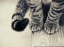Аватарка пользователя pussylion