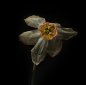 Аватарка пользователя Absolutely Blooming
