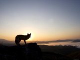 Аватарка пользователя runny_fox