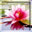 Belladonna-1