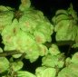 frag24 Розпродаж