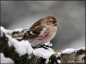 ватарка пользователя Redpoll