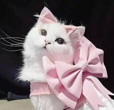 Аватарка пользователя olya19