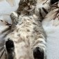 Lorik