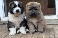 Аватарка пользователя Viktor2017