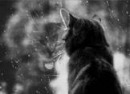 Аватарка пользователя la_felis