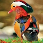 Аватарка пользователя mandarinka