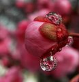 Аватарка пользователя rainyrose